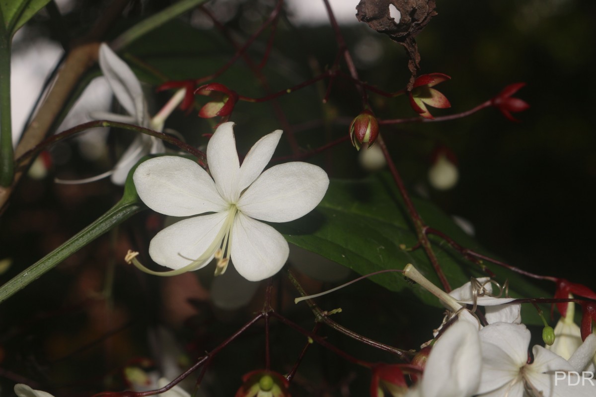 Clerodendrum smitinandii Moldenke